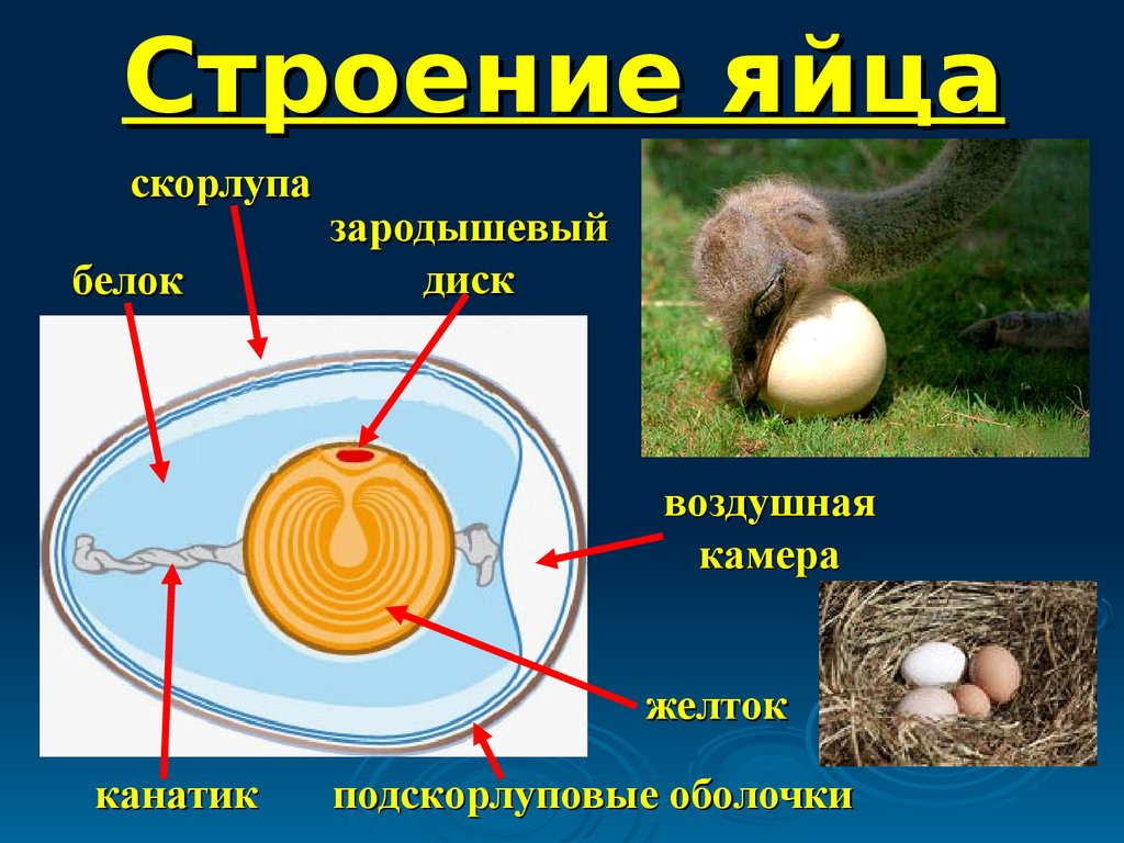 Яйцо птицы биология