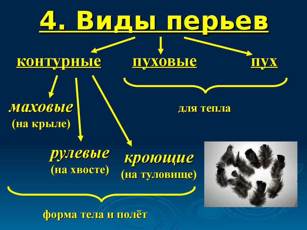 Виды перьев птиц схема - 81 фото