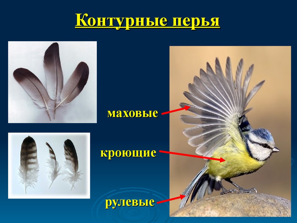Класс птицы картинка. Виды перьев. Разновидности перьев птиц. Перья птиц с названиями. Какие бывают перья у птиц.