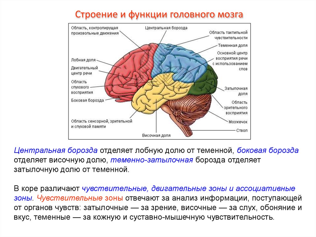 6 долей мозга. Функции височной доли головного мозга. Строение височной доли головного мозга.