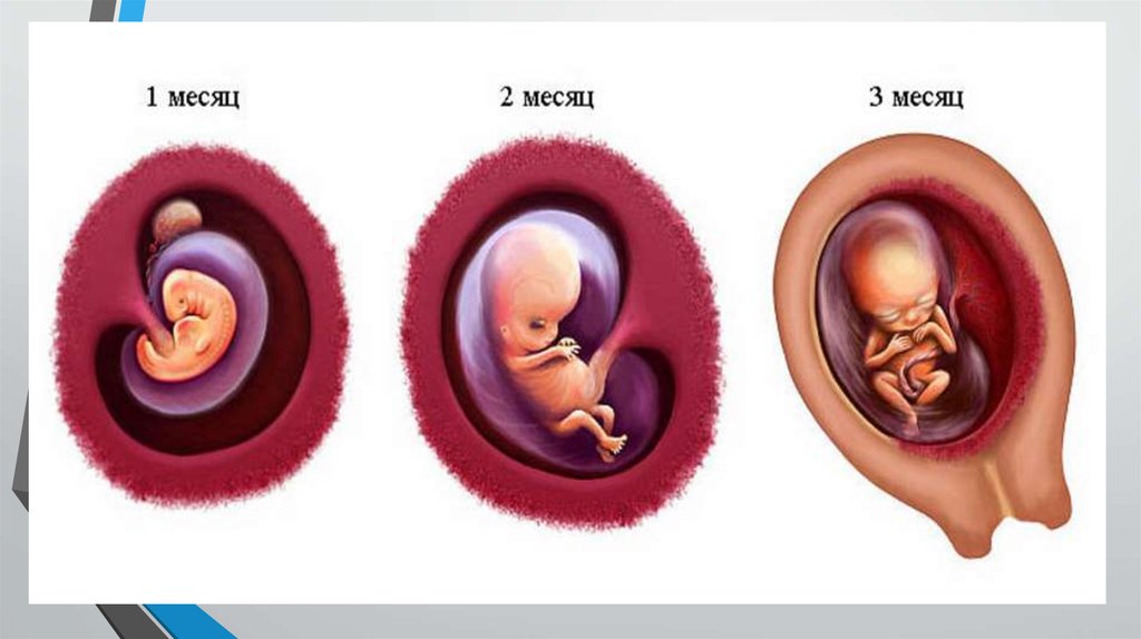 Беременна 1 месяц беременности. Как выглядит зародыш в 3 месяца. 1 Триместр беременности. 1 Триместрбере енности.