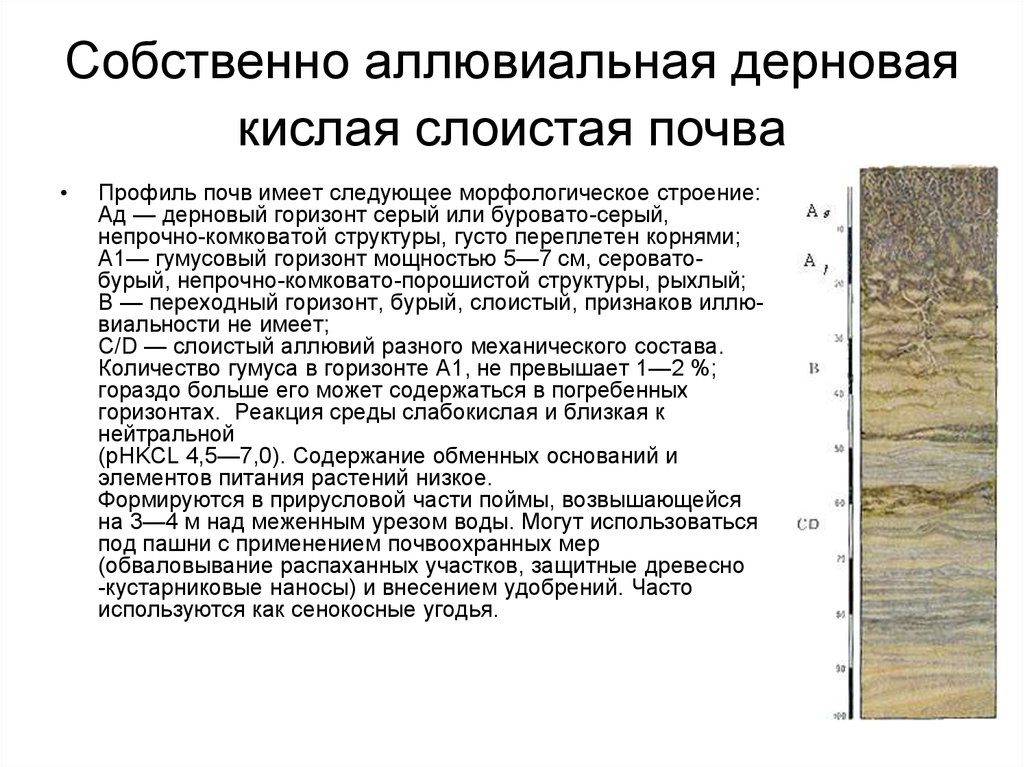 Дерново подзолистые почвы природная зона. Почвенный профиль аллювиальных почв. Аллювиальные луговые почвы профиль. Аллювиальные пойменные почвы профиль. Аллювиальная Дерновая почва.