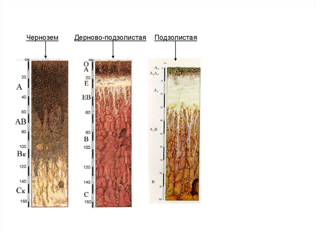 Мощность дерново подзолистых почв. Дерново-подзолистые почвы профиль. Чернозема дерново подзолистой почвы. Дерновые почвы почвенный профиль. Почвенный профиль дерново-подзолистых почв.
