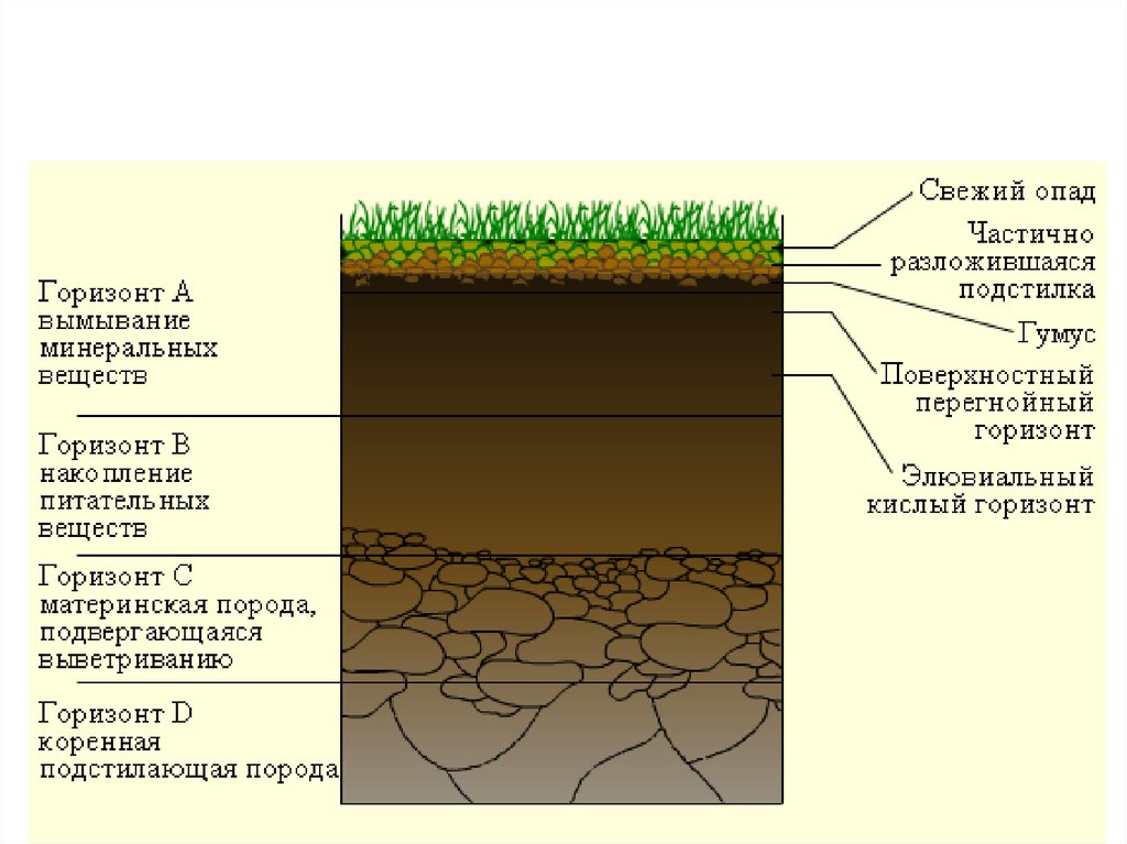Материнская порода гумусовый вымывания вмывания. Строение почвы почвенные горизонты. Строение почвы подвесные горезонты. Почвы состав строение и структура. Структура почвы почвенные горизонты.