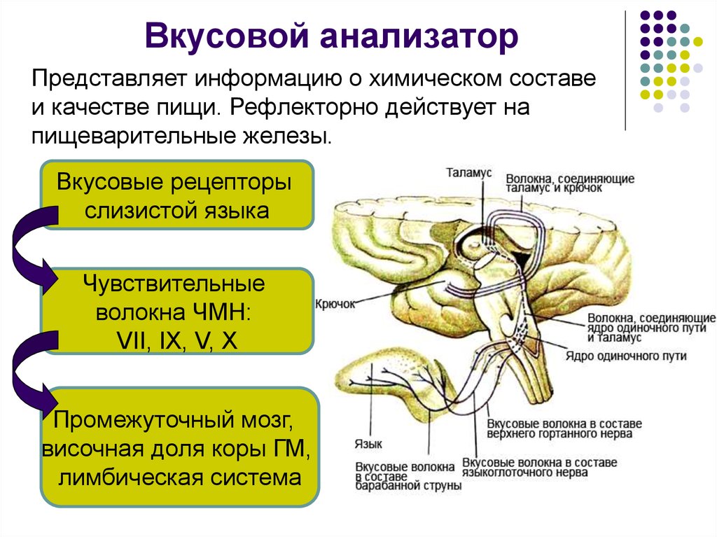 Вкусовой анализатор анатомия схема