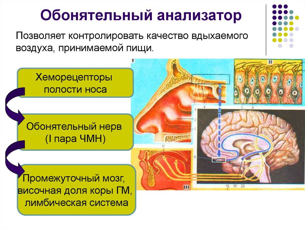 Обонятельный анализатор картинки