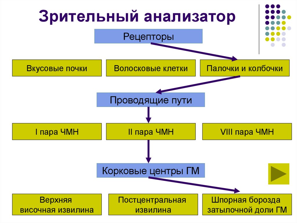 Функции зрительного анализатора таблица