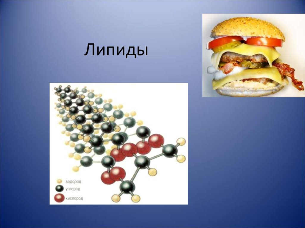 Липиды биология презентация