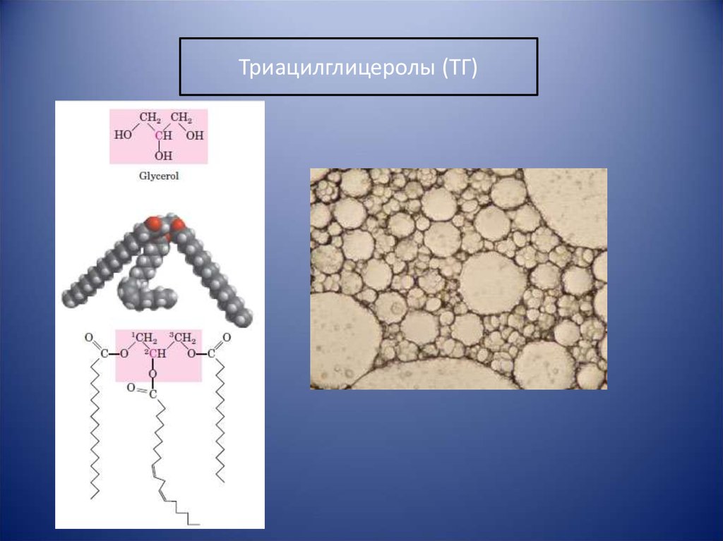 Строение липидов рисунок. Триацилглицерол гидрофильные и гидрофобные части. Триацилглицерол с ch2ch2n(ch3)3.