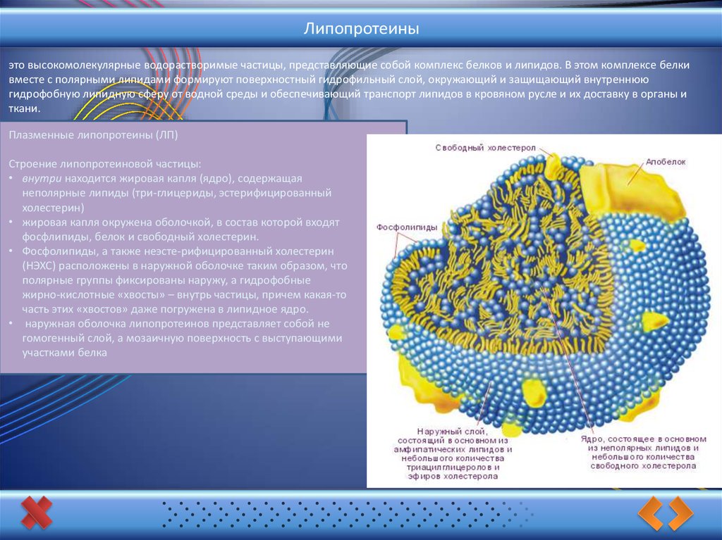 Липиды и липопротеины. Липиды это высокомолекулярные. Водорастворимые липиды. Белки и липиды. Липид белковые комплексы.