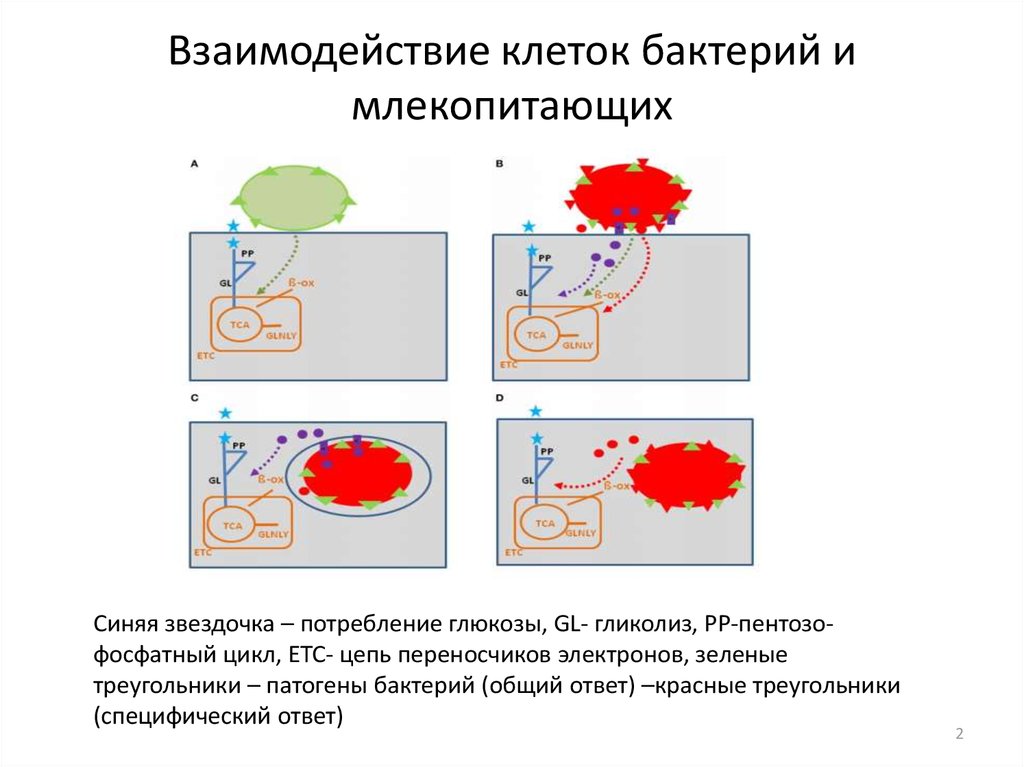 Клеточные взаимодействия. Взаимодействие клеток. Взаимосвязь клеток. Индукционные взаимодействия клеток. Взаимодействие клеток модели.