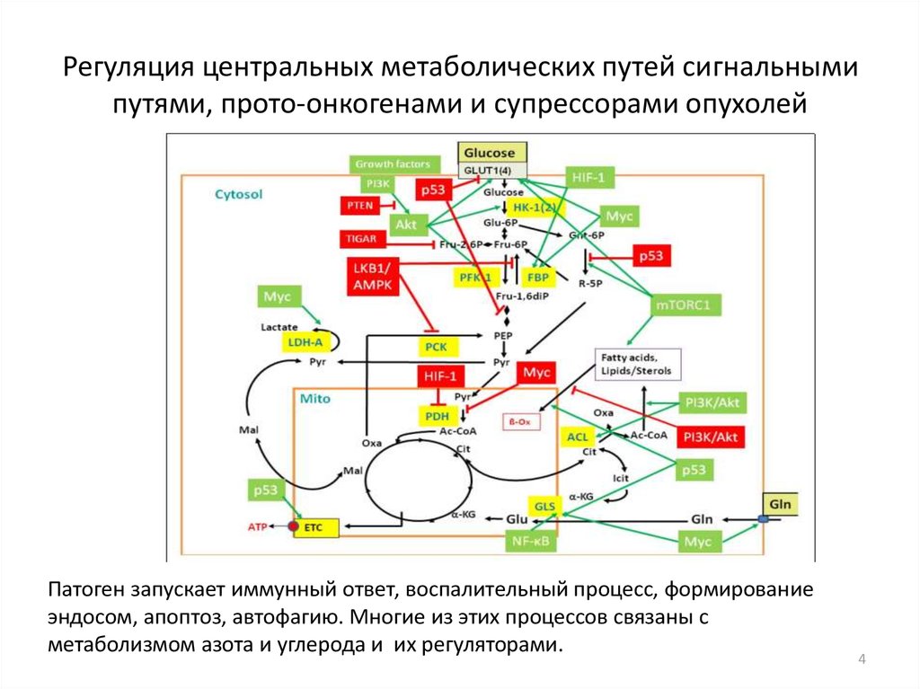 Биохимический путь