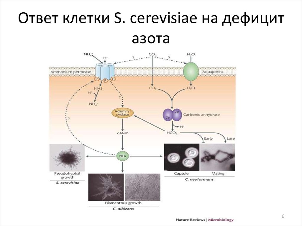 Клетки ответить 4