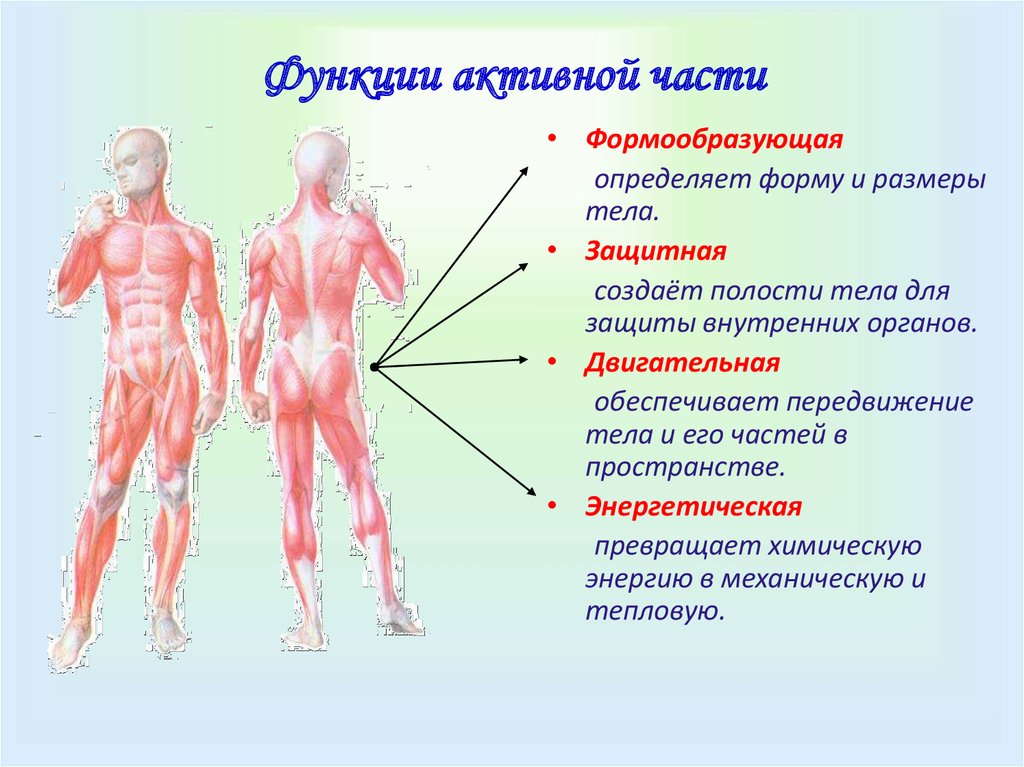 Что является активной частью опорно двигательного аппарата