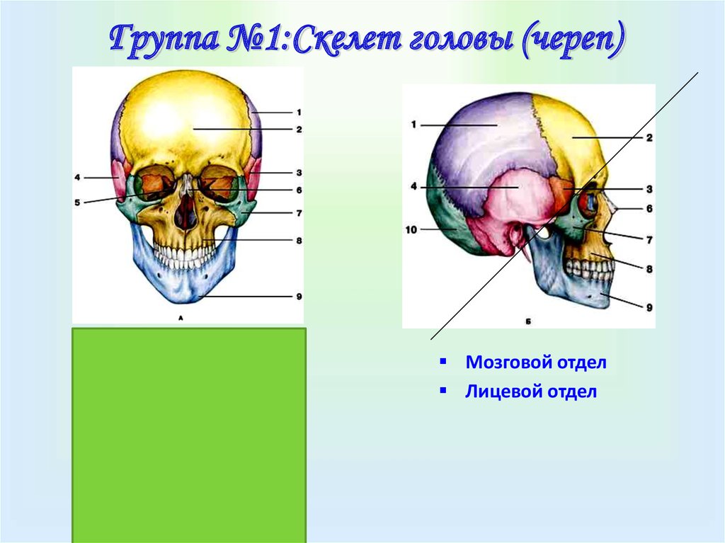 Мозговая лицевая часть черепа. Лицевой отдел черепа сбоку. Кости мозгового отдела черепа. Скелет головы мозговой отдел. Череп строение костей мозгового и лицевого черепа.