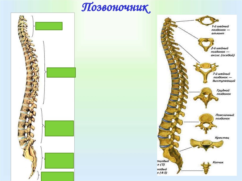 Два отдела позвоночника характерны для. Скелет туловища позвонки анатомия. Скелет туловища Позвоночный столб. Скелет туловища позвоночник шейный. Строение скелета туловища позвоночник.