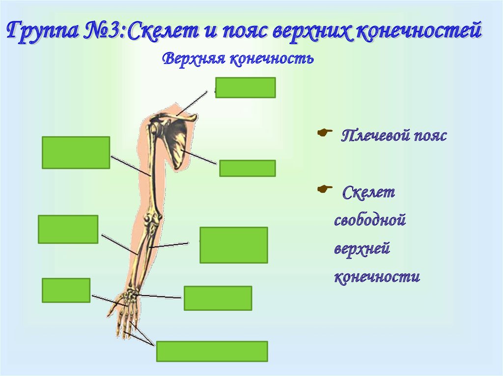 К скелету свободных конечностей относятся. Строение пояса верхних конечностей человека. Скелет пояса и свободной верхней конечности. Строение верхней конечности человека. Строение верхней и нижней конечности человека.