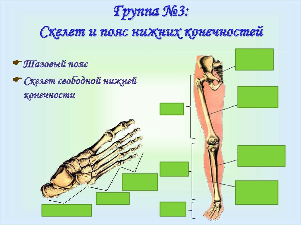 Скелет поясов конечностей