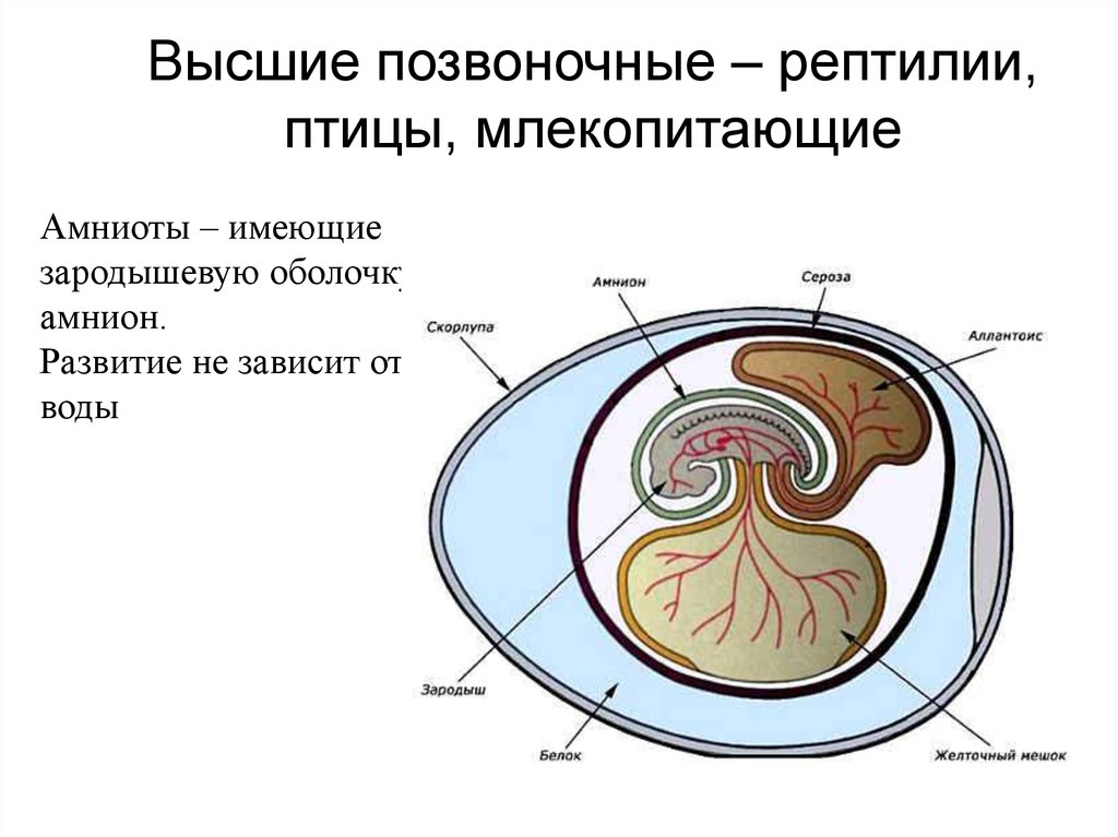 Практическая работа строение и развитие зародыша птицы. Анамнии зародышевые оболочки. Строение яйца рептилий. Строение зародыша амниот. Строение яйца амниот.