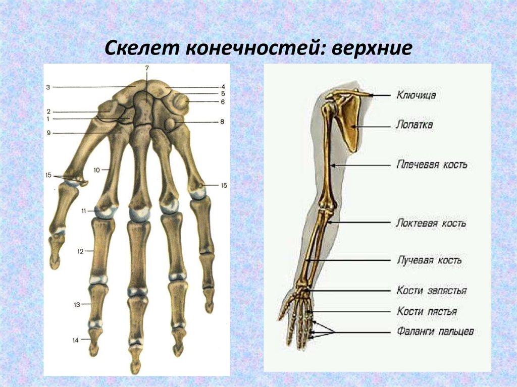 Тема скелет конечностей. Отделы и кости скелета верхней конечности. Строение костей верхней конечности. Строение скелета верхней конечности рисунок. Строение верхней конечности анатомия.