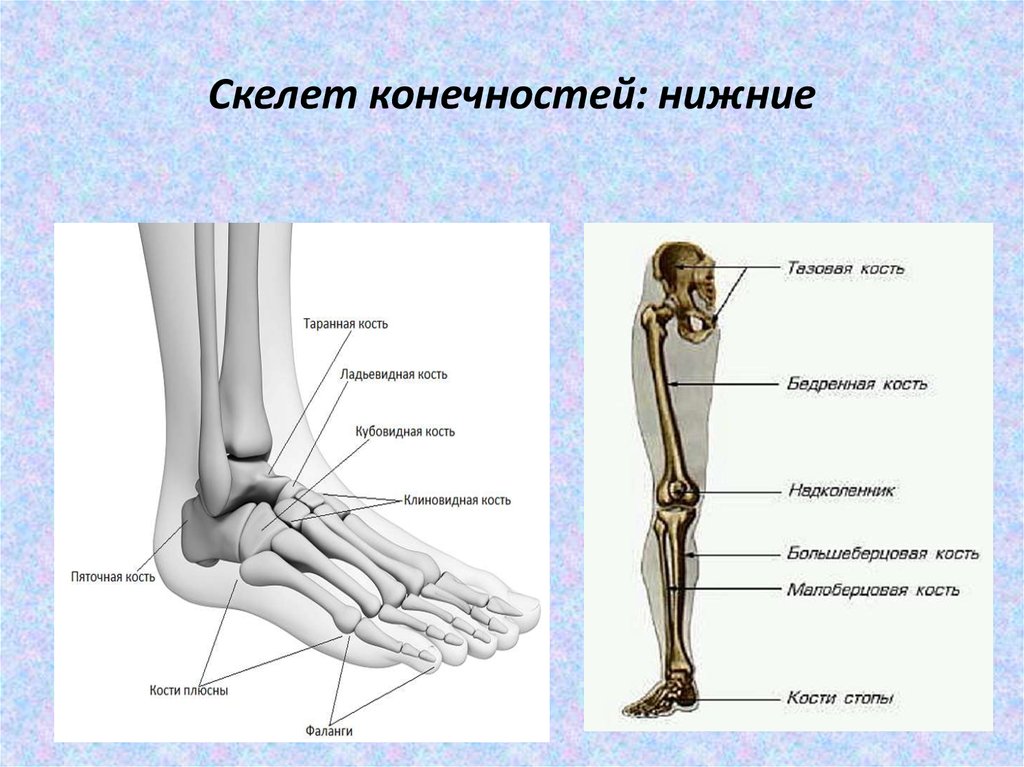 Фото стопы человека с названием. Строение ноги человека кости. Лучевая кость нижней конечности. Строение нижних конечностей человека анатомия. Кости нижней конечности анатомия.