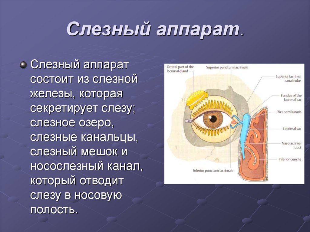 Слезные железы вспомогательный аппарат. Слезная железа анатомия топография. Слезная железа и слезный канал функции. Слезный аппарат глаза анатомия. Слезный аппарат строение и функции.