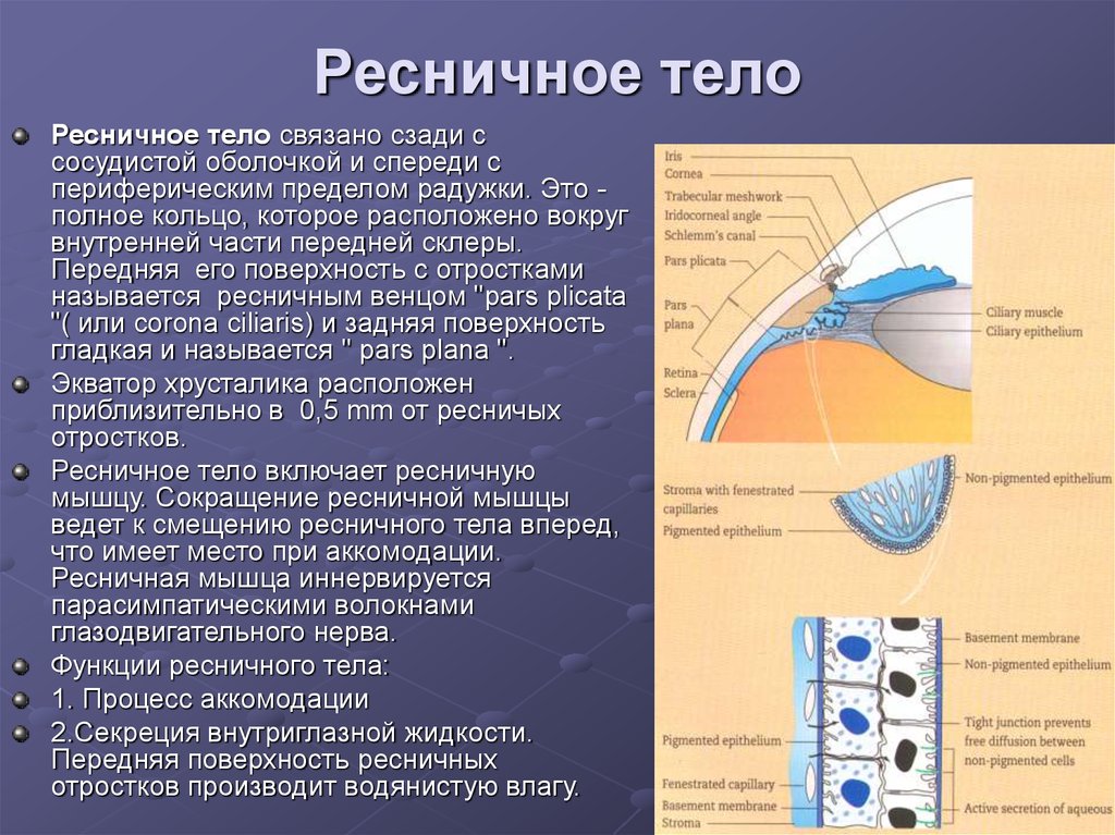 Ресничное тело. Ресничное тело глаза строение. Строение и функции цилиарного тела. Анатомия человека глаза цилиарное тело. Ресничное тело глаза строение и функции.