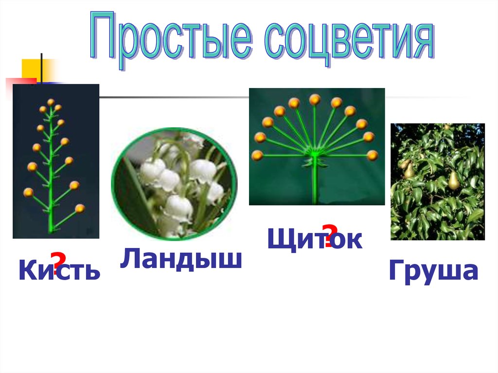 Сложный початок. Схема соцветия ландыша. Простые соцветия. Соцветия растений. Вид соцветия початок.