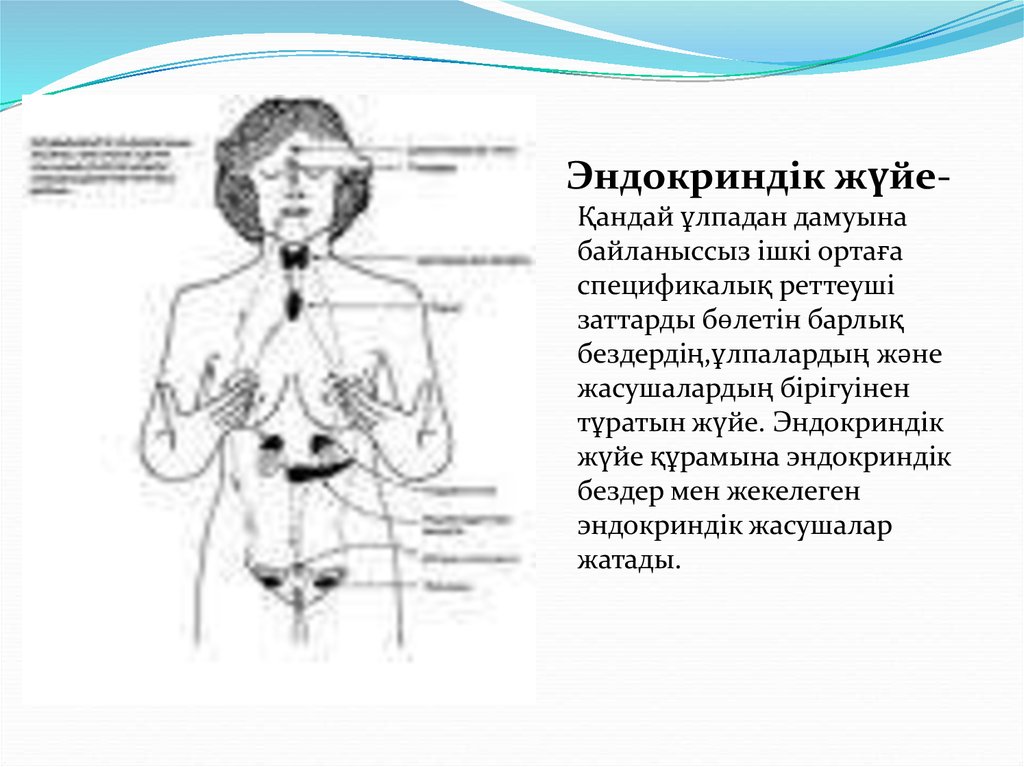 Ішкі секреция бездері презентация