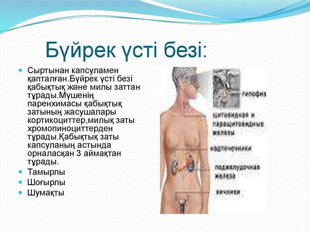 Ішкі секреция бездері презентация