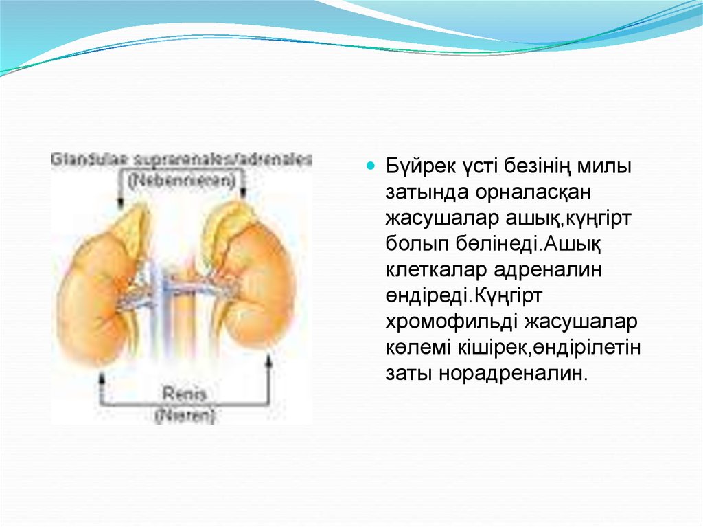 Бүйрек анатомиясы презентация