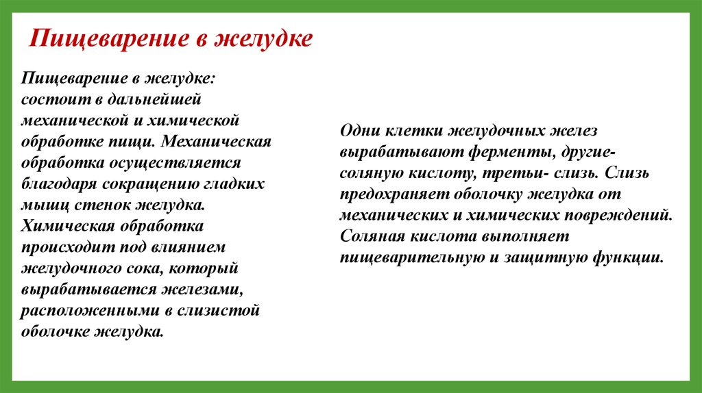 механическая обработка пищи в желудке