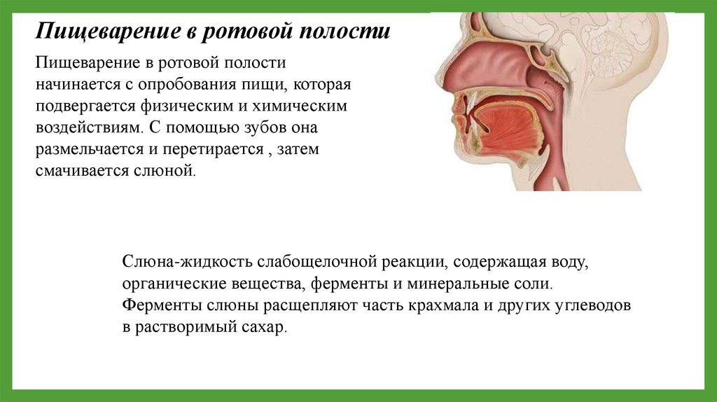 Химическое пищеварение в ротовой полости. Процесс пищеварения в полости рта. Процесс пищеварения в ротовой полости. Процесс пищеварения в полости рта кратко. Характеристика пищеварения в ротовой полости.