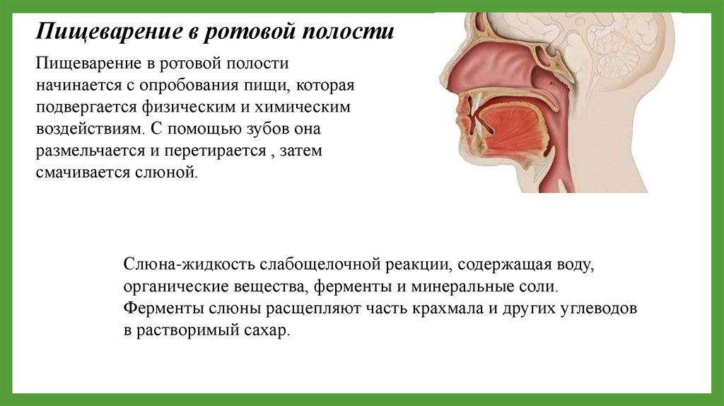 Пищеварительный ротовой полости. Характеристика пищеварения в ротовой полости. Процесс переваривания пищи в ротовой полости. Процесс пищеварения в полости рта. Процесс пищеварения в ротовой полости.