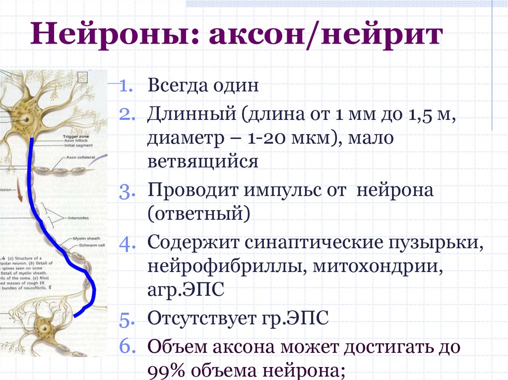 Каталог аксона. Нейроны аксоны дендриты. Аксон нейрона. Аксон нервной клетки. Аксон это отросток нейрона.