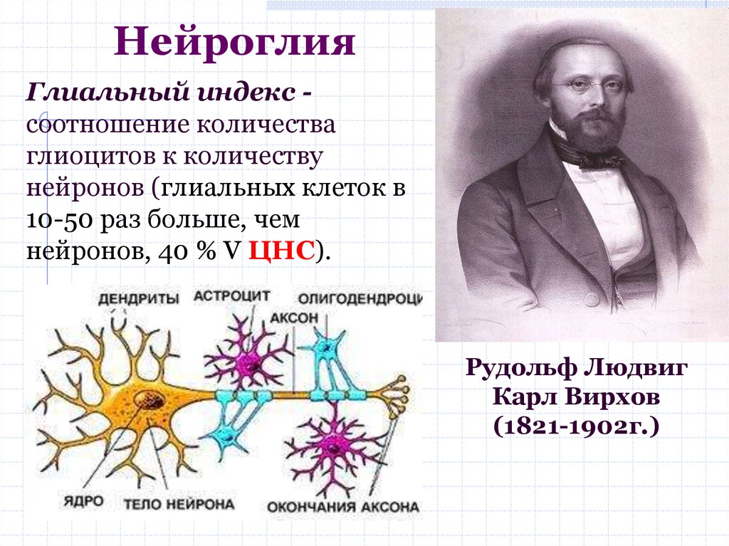 Нейроглия происхождение. Нейроглия – классификация и строение. Нейроглия строение и функции. Нейроглия строение. Нейроглия - глиоциты.