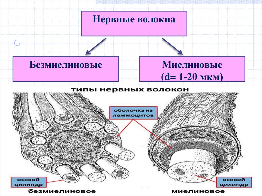 Миелиновые нервные волокна. Схема строения безмиелинового волокна. Безмиелиновые волокна ультраструктура. Безмиелиновые волокна функции. Миелиновые и безмиелиновые нервные волокна.