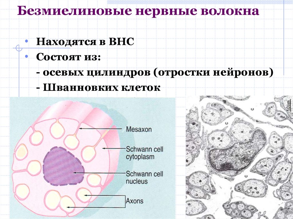 Безмиелиновые нервные волокна гистология рисунок