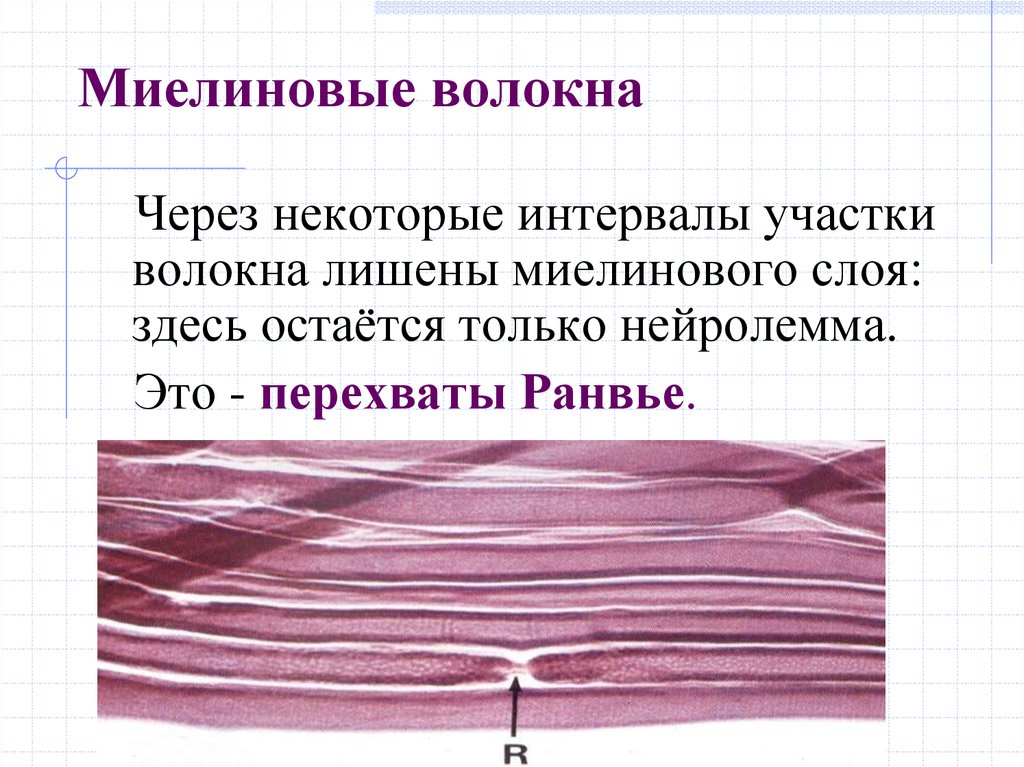 Волокна a b c. Миелиновые волокна. Нейролемма миелинового волокна. Волокна соединительной ткани миелиновые. Безмиелиновые нервные волокна нейролемма.