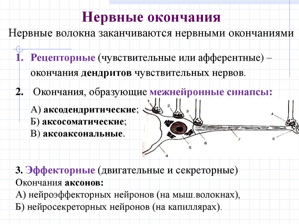 Классификация межнейронных синапсов