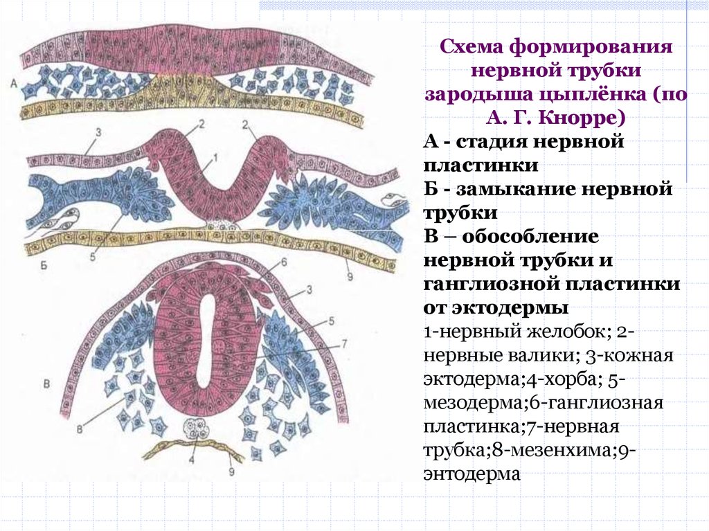 Из эктодермы зародыша формируется. Формирование нервной трубки зародыша цыпленка. Стадии развития нервной трубки. Формирование нервной трубки эмбриона.