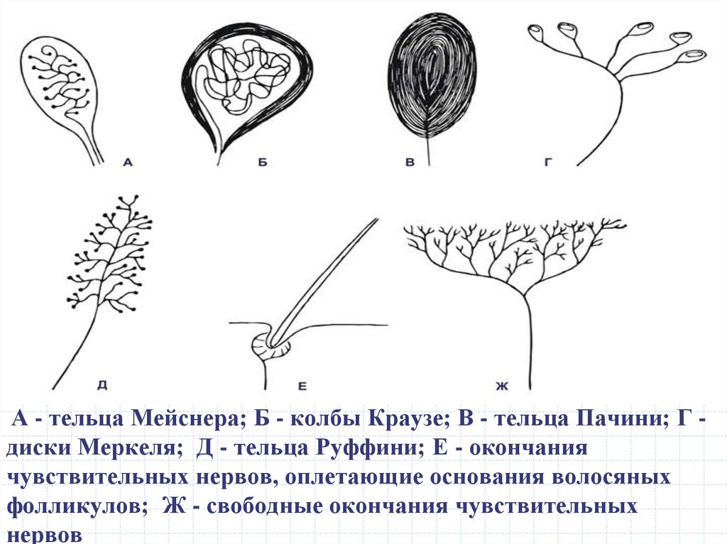 Тельце мейснера рисунок