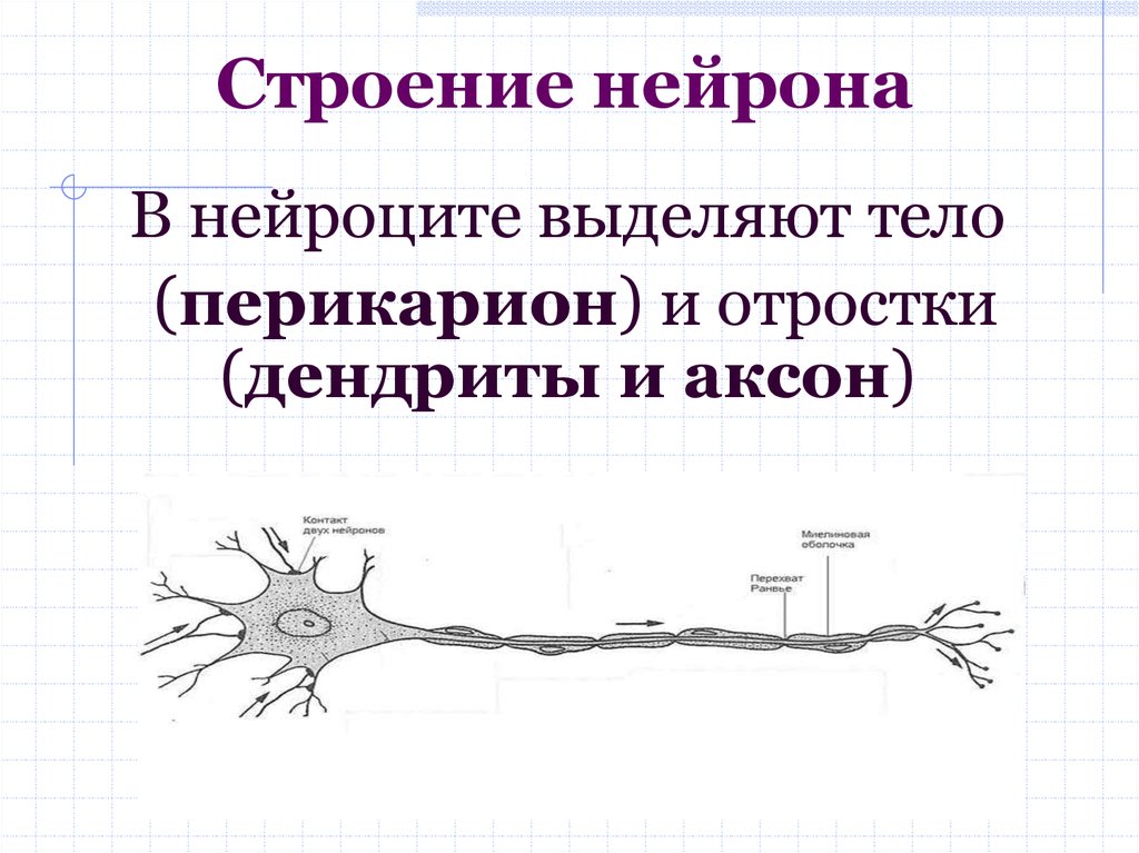 Особенности строения нервных клеток. Строение нейрона перикарион. Понятие о нейроне (нейроците).. Строение и классификация нейроцитов. Строение нервной клетки.