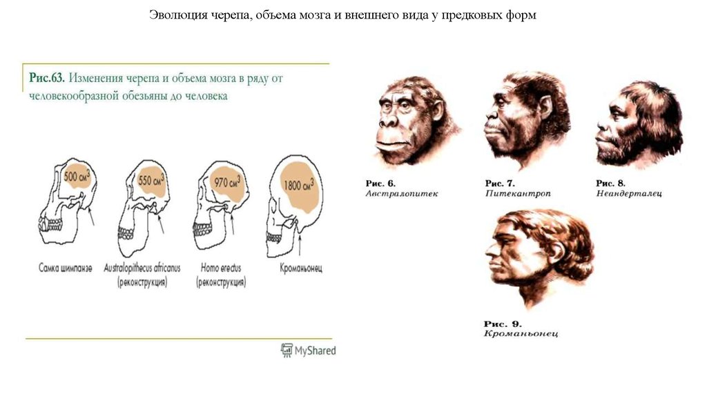 Объем мозга. Этапы антропогенеза череп. Строение черепа Эволюция. Объем мозга у древнейшего человека. Черепы на этапе антропогенеза.