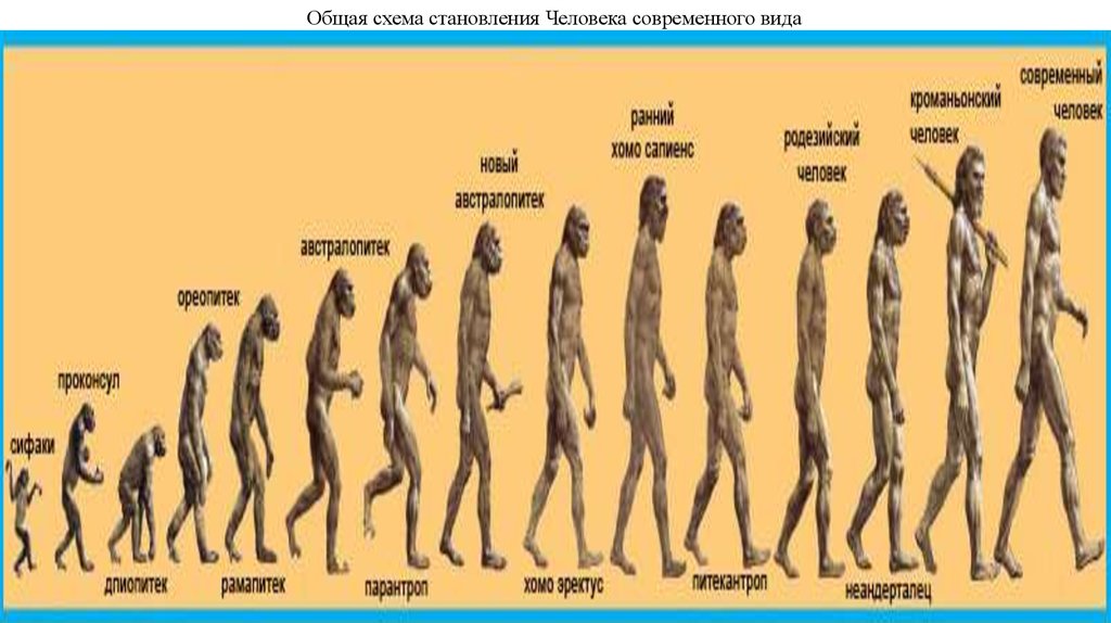 Этапы становления человека схема. Общая схема эволюции человека. Эволюция современного человека.