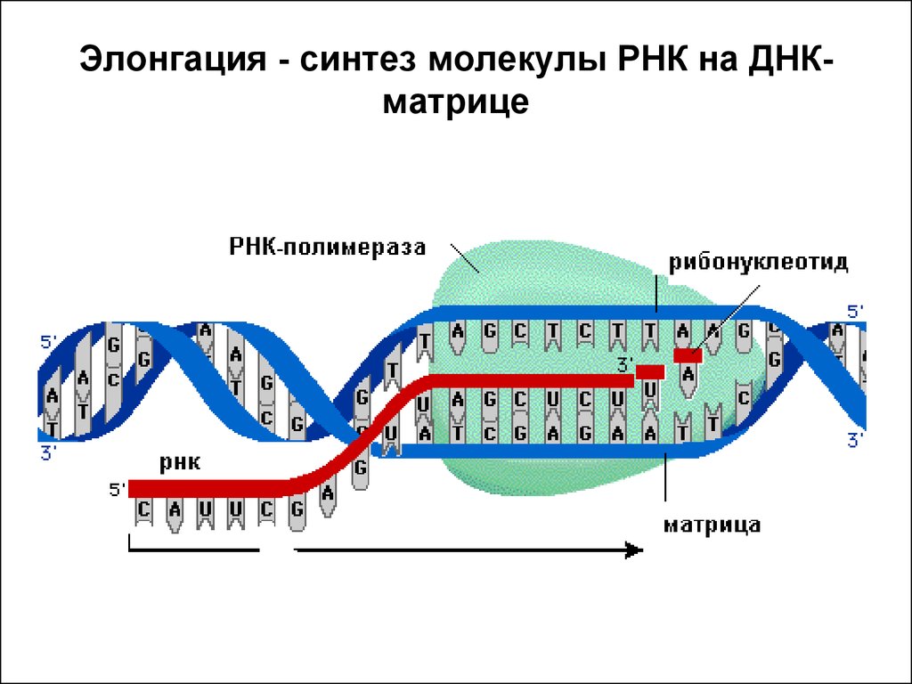 На матрице рнк происходит. Синтез РНК на матрице ДНК. Синтез информационной РНК на матрице ДНК. Процесс транскрипции РНК. Синтез РНК на матрице ДНК схема.