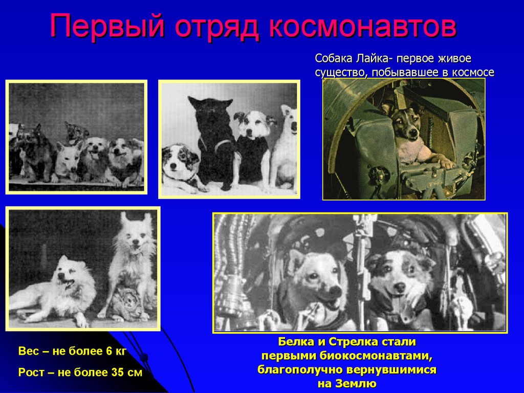 Клички собак в космосе. Собаки космонавты. Первые космонавты животные. Животные побывавшие в космосе. Животные в космосе презентация.