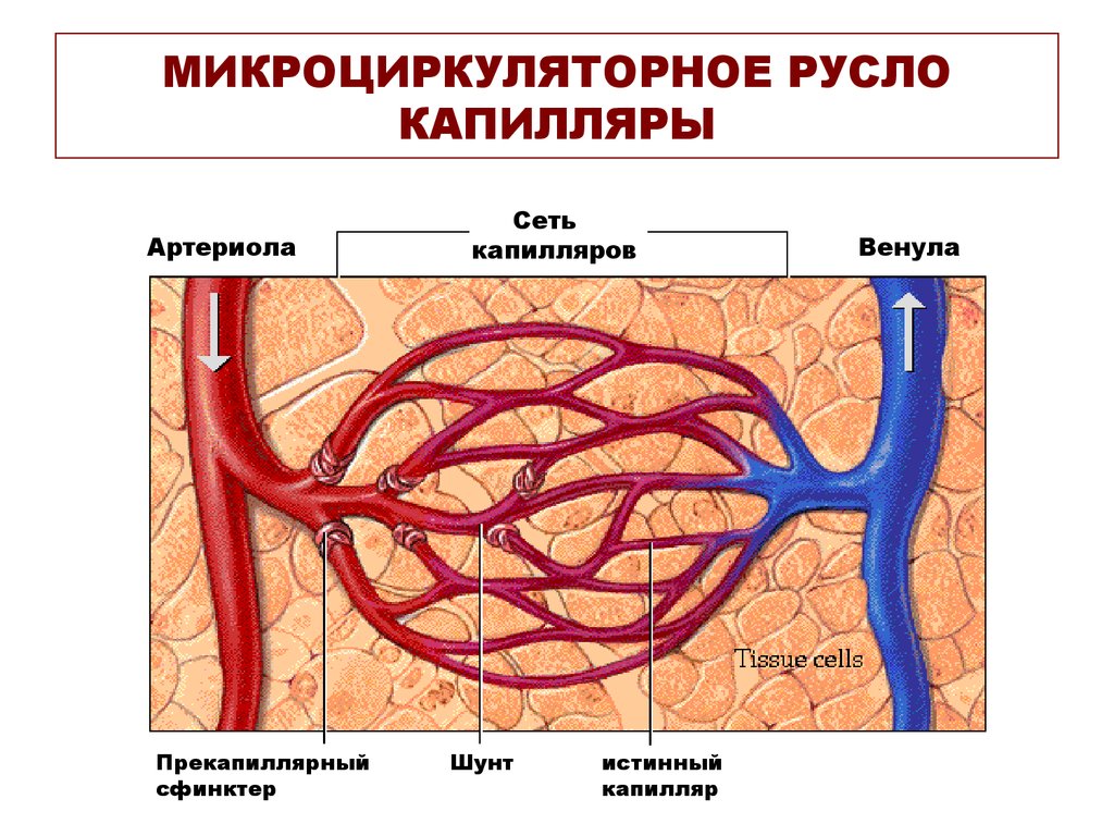 Вены направление движения. Схема микроциркуляторного русла кровообращения. Сосуды микроциркуляторного русла схема. Сосуды микроциркуляторного русла строение. Схема строения артериолы.
