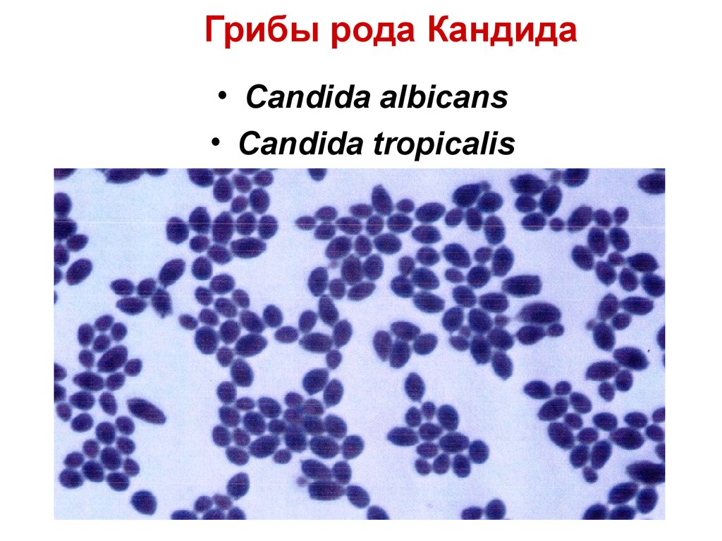 Candida albicans лечение. Дрожжеподобные грибов рода кандида. Дрожжевые грибы рода Candida. Грибки рода Candida микробиология. Candida albicans микроскопия.