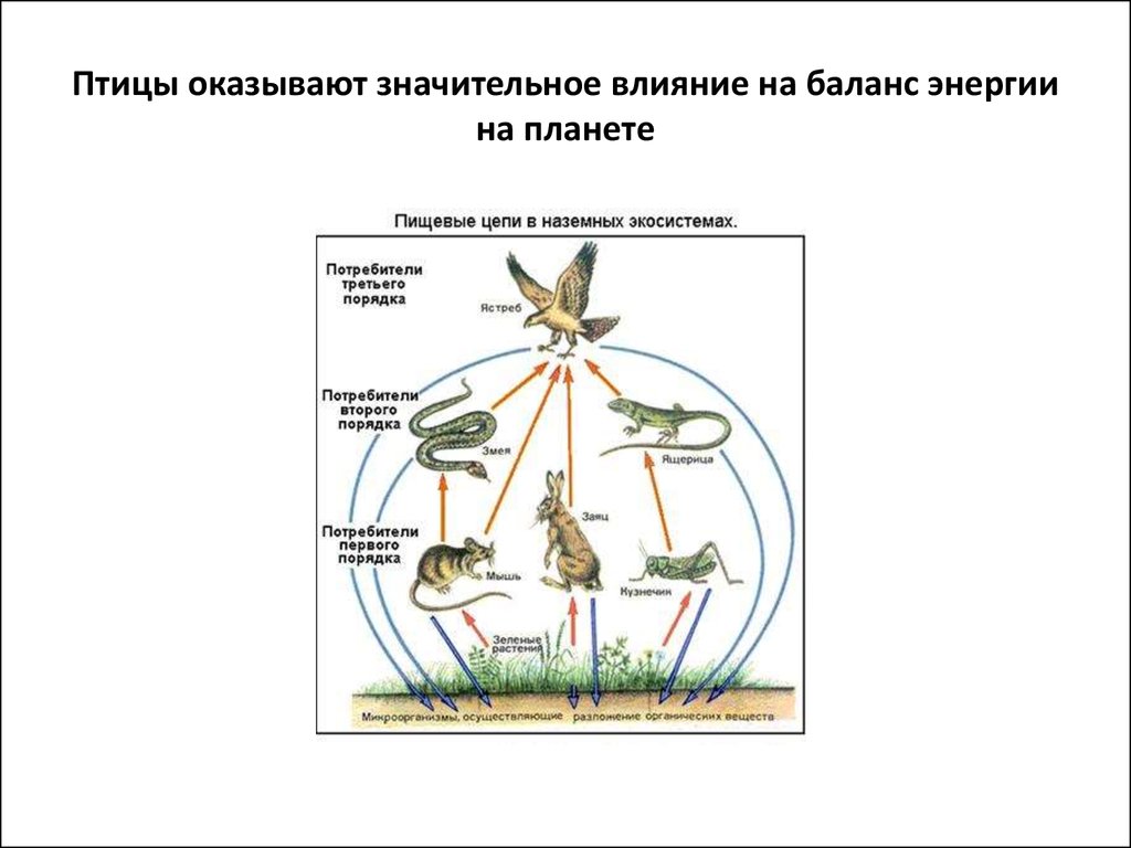 Схема баланса энергии в организме животного